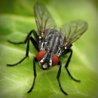/album/veterinaria-el-potrillo/photolia-a01-jpg/