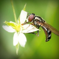 /album/veterinaria-el-potrillo/photolia-a02-jpg/