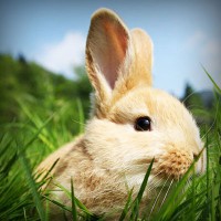 /album/veterinaria-el-potrillo/photolia-a03-jpg/
