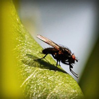 /album/veterinaria-el-potrillo/photolia-a04-jpg/