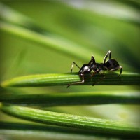 /album/veterinaria-el-potrillo/photolia-a05-jpg/