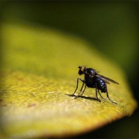 /album/veterinaria-el-potrillo/photolia-a07-jpg/