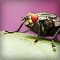 /album/veterinaria-el-potrillo/photolia-a08-jpg/